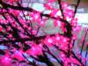 bloomingtrees3_small.jpg