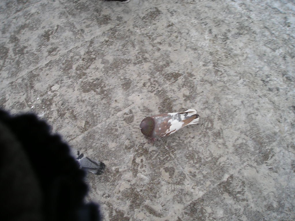 pigeons.jpg