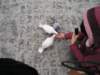 pigeons2_small.jpg