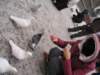 pigeons4_small.jpg
