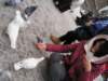 pigeons5_small.jpg