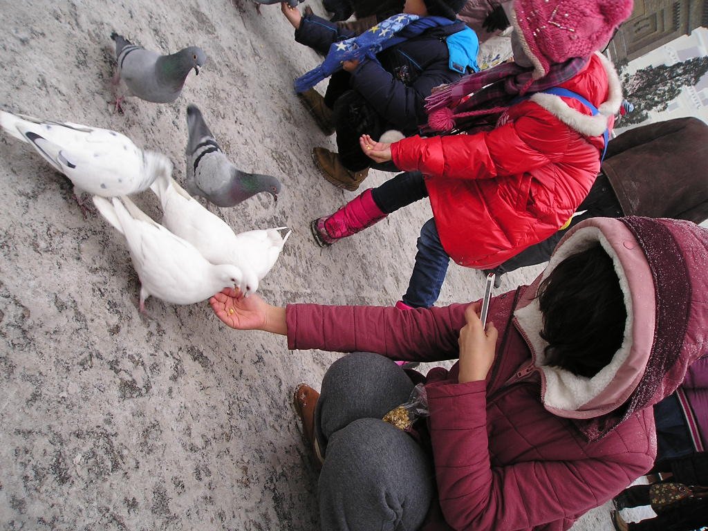 pigeons7.jpg