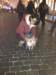 acutelittledog_small.jpg