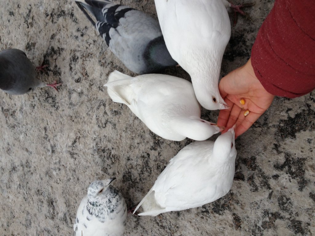 pigeons.jpg