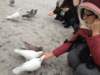 pigeons2_small.jpg