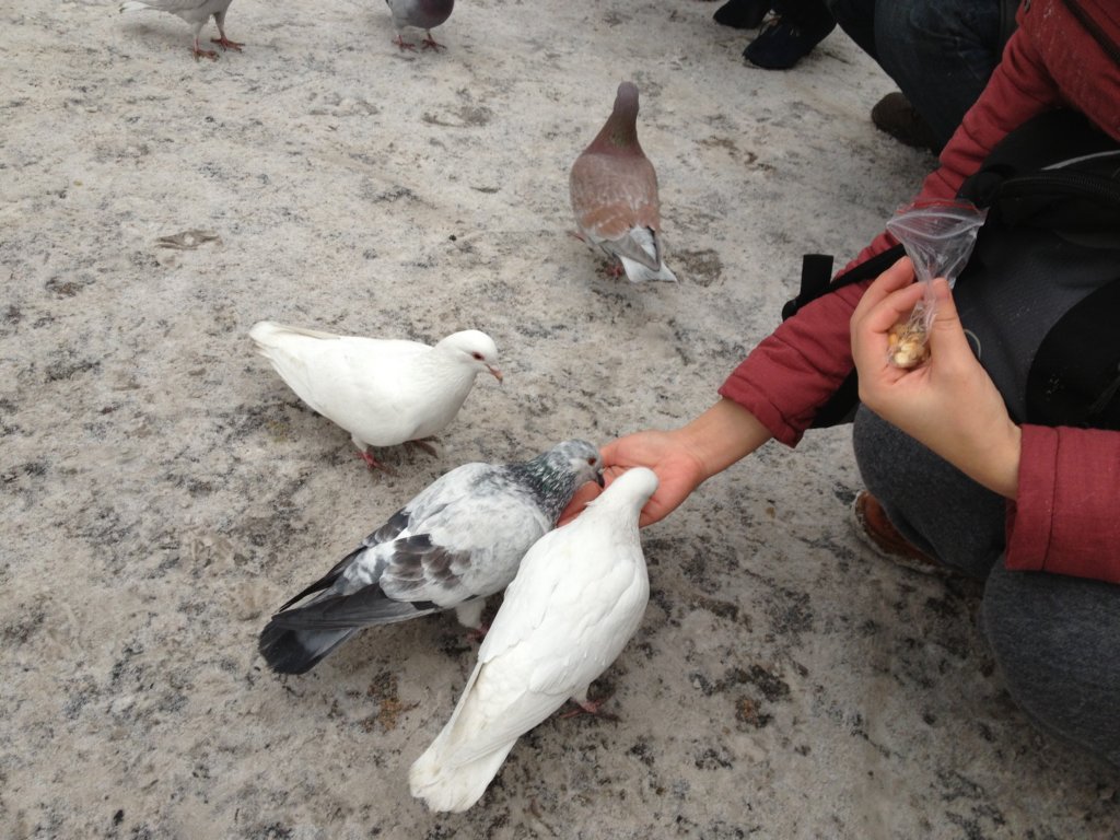 pigeons3.jpg