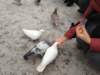 pigeons3_small.jpg