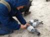pigeons4_small.jpg
