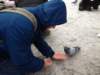 pigeons6_small.jpg